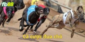 Cá độ đua chó là gì?