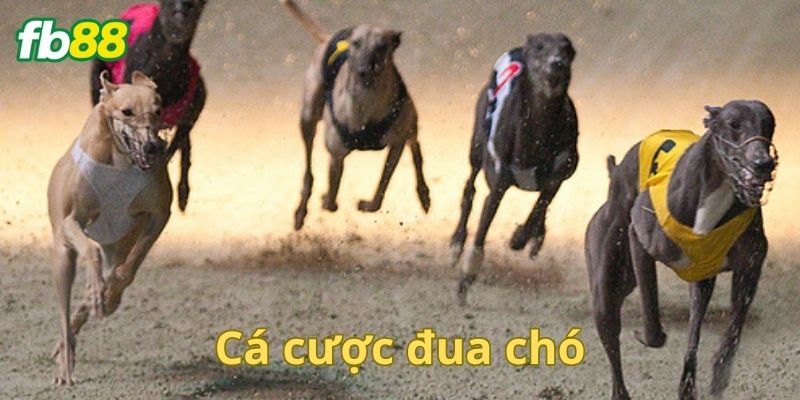 Các giải cá độ đua chó