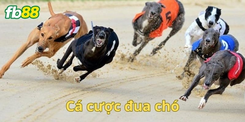 Mẹo cá độ đua chó